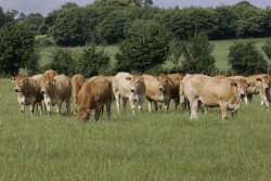 vaches parthenaises