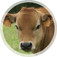 race bovine parthenaise